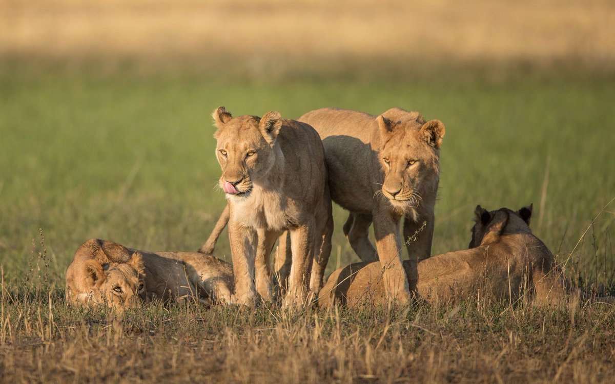 united4wildlife's tweet photo. #didyouknow Lions are the ONLY big cats that live in family prides? More here @GorongosaPark https://t.co/hQDjajmRsL https://t.co/jzLMltrrFI