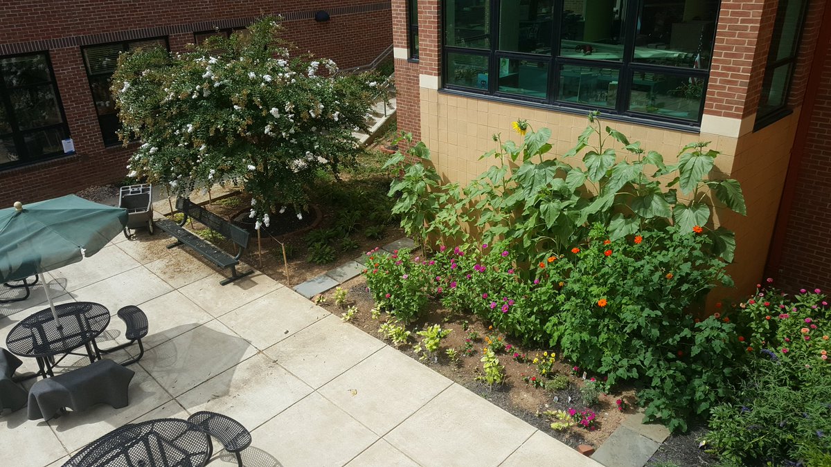 MsIbrahimiSES's tweet photo. Beautiful garden blooming in our courtyard,  tender loving care, thanks to all the wonderful AES parents! #tqtweet https://t.co/LLWgyH4rZY