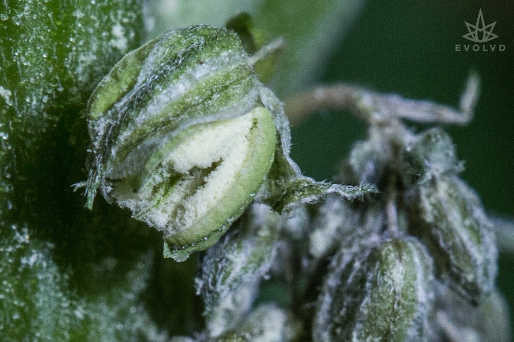 EvolvdOregon's tweet photo. This #GrapePuff male looks like he’s bout to dial his ex | #GrapeStomperF3A x #JosephOG bred by @GageGreen
#EVOLVD https://t.co/0fBlPYqQpc