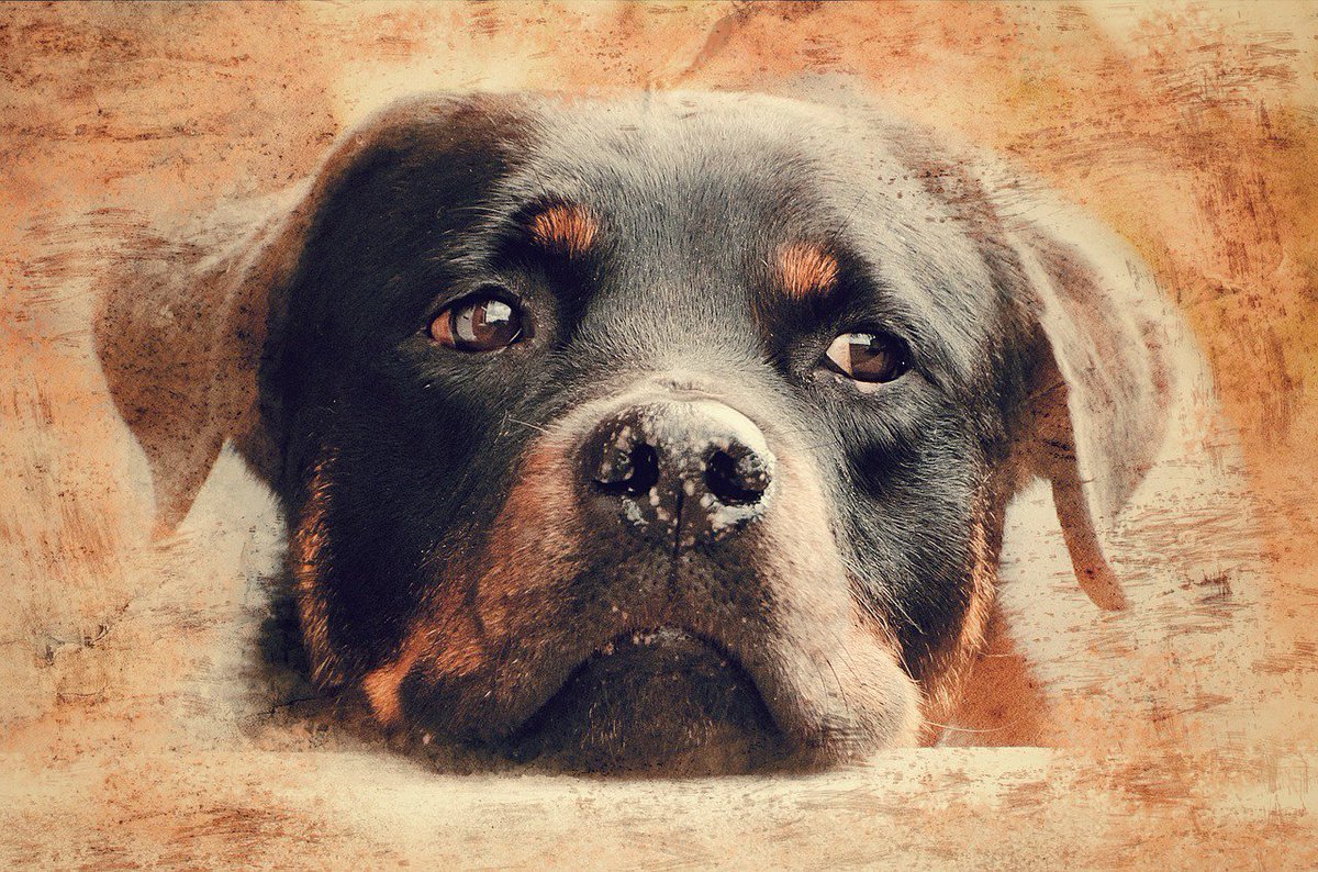 What’s the difference between a tax auditor & a rottweiler? A rottweiler eventually lets go. — anonymous #IRSTaxHelp