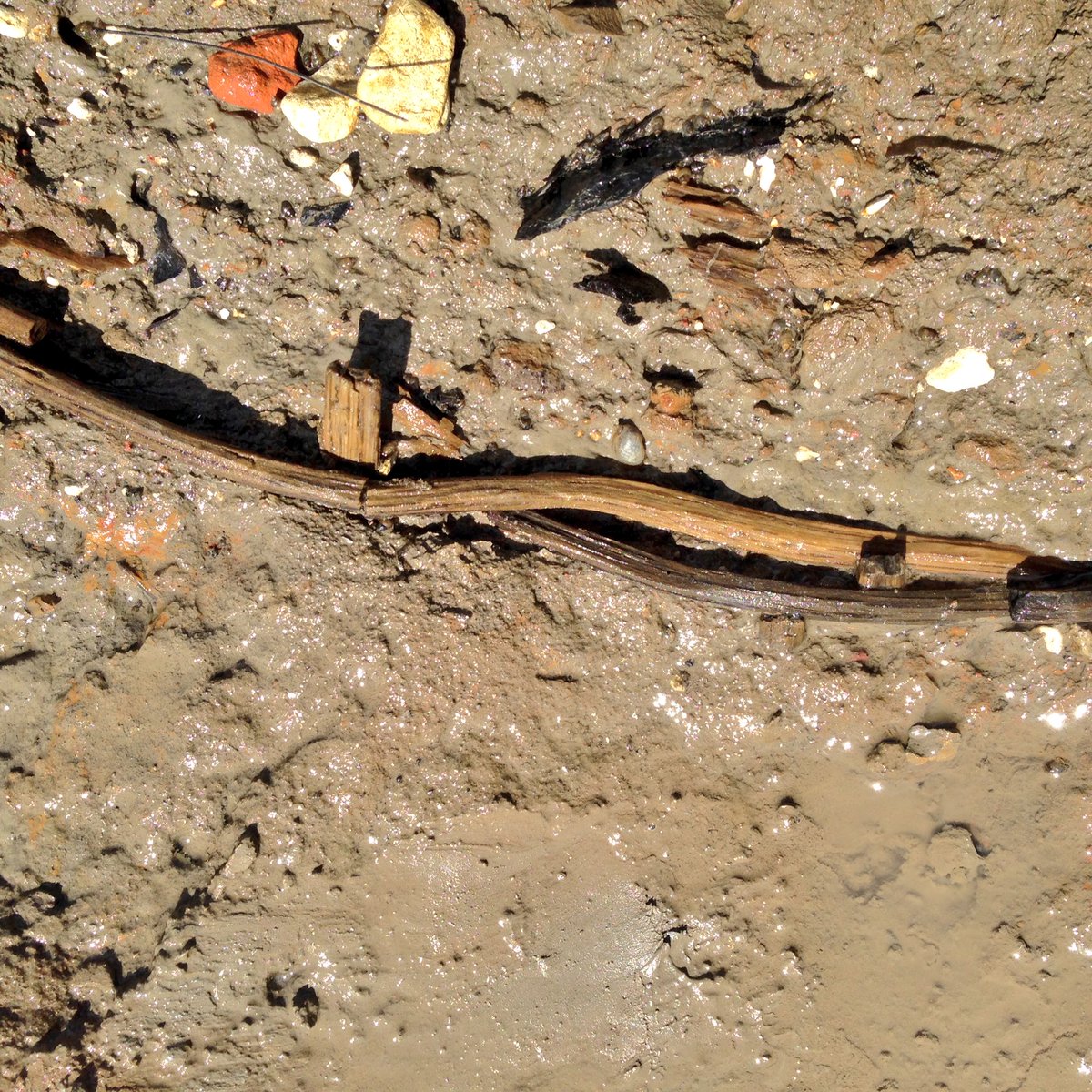 Rothersman's tweet photo. Big medieval fishtrap showing at the multiple fishtrap area @ThamesDiscovery #thameslarker #fishtrap #mudwalker #mud https://t.co/q4ohXBuEZi