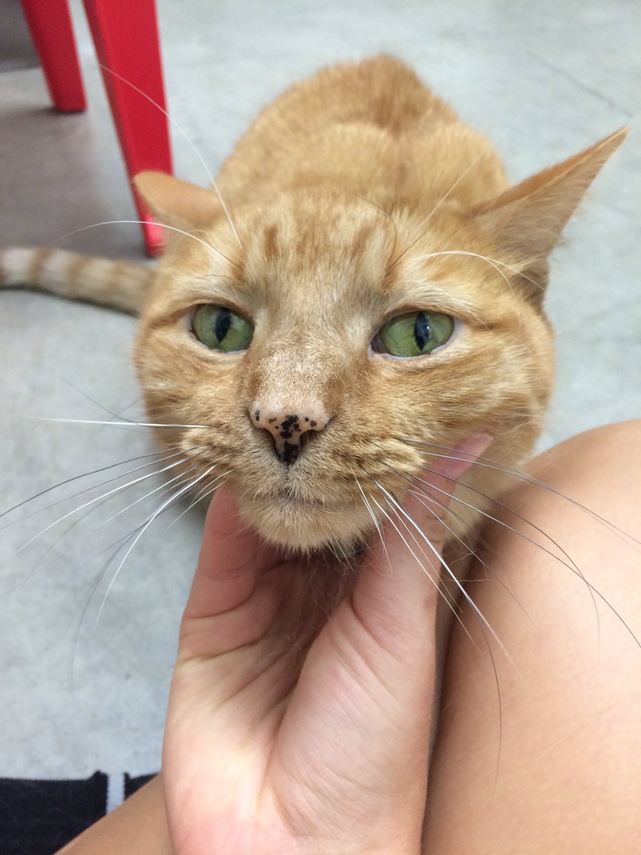 Pretty sure Gavvy has a little grin every time he gets his chin scratched.....