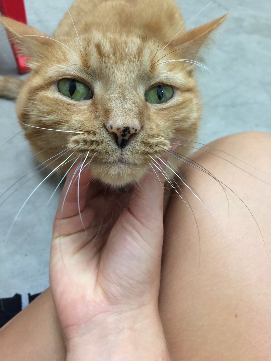 IC Animal Center tweet media