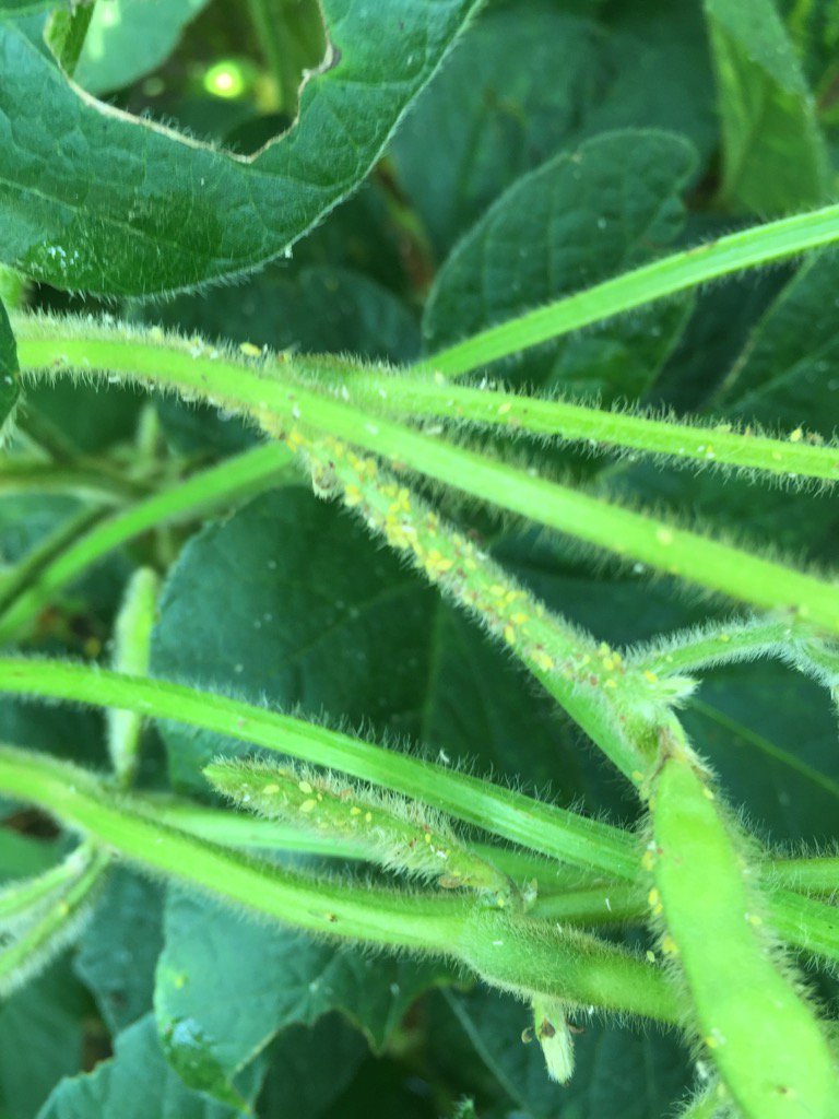jheuberger7's tweet photo. Soybean aphid populations are on the rise in NC Iowa https://t.co/JeyRykLfrt