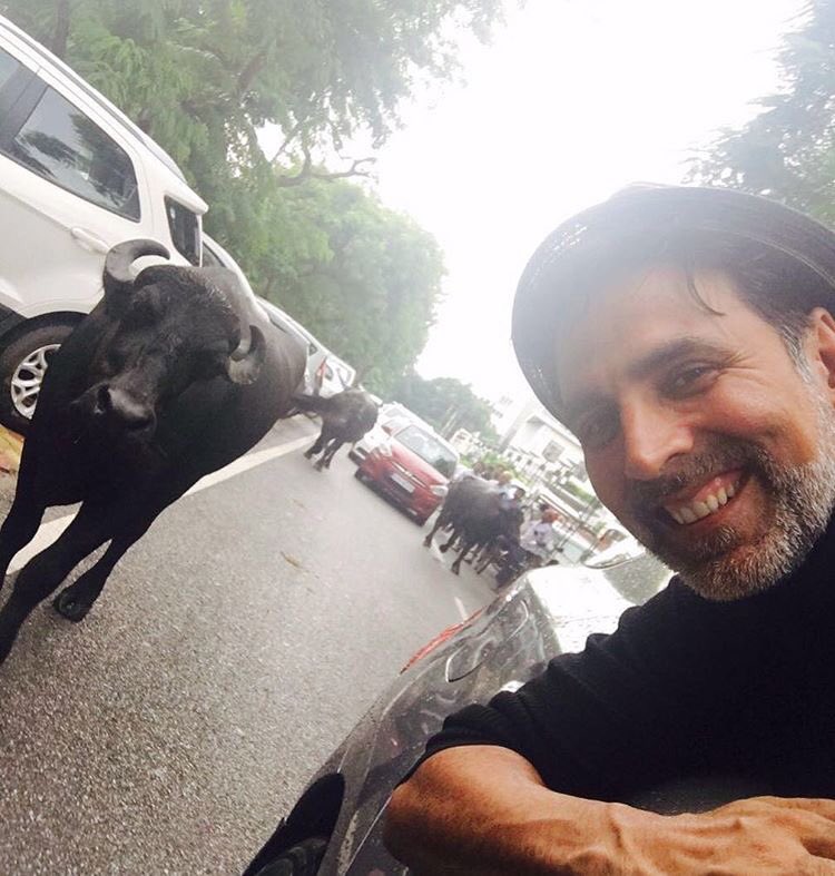lycagoldradio's tweet photo. Even the bull knows he's #AkshayKumar #FanFollowing #2DaysToRustom @akshaykumar #RustomWalaPyaar #Rustom https://t.co/29uhKRZOBi