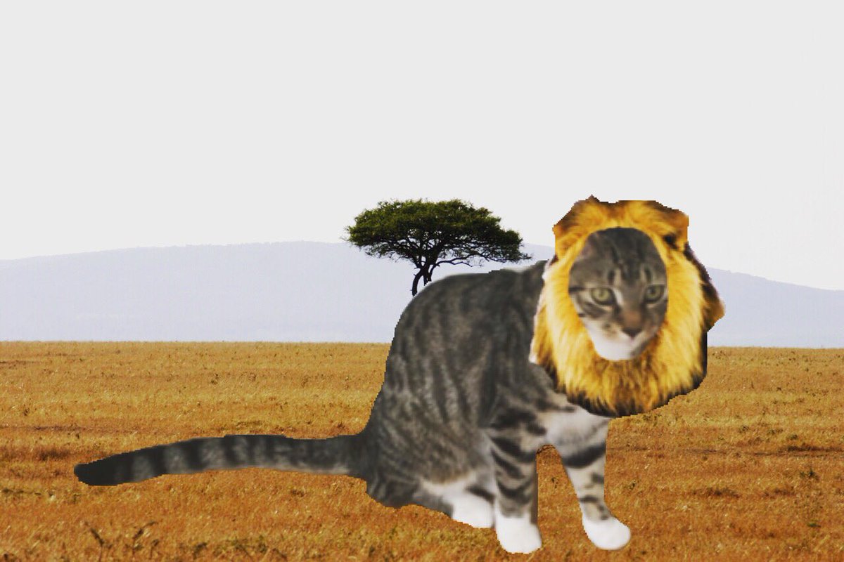 Mackerelthecat's tweet photo. Happy world lion day everybody! Mack 🐾 #WorldLionDay #lions #bigcats #CatsOfTwitter  #catsdressedup https://t.co/Xmm9LvH7r3
