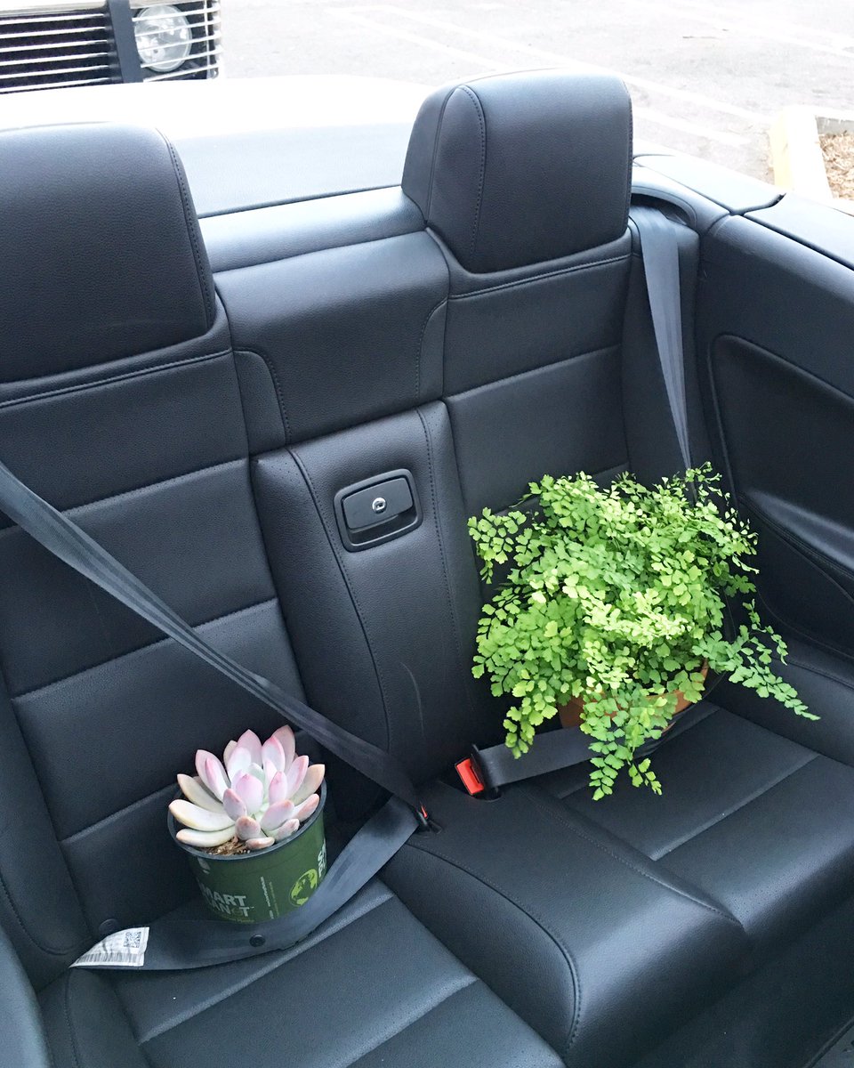 sisoosarah's tweet image. Bringing new babies home. #safetyfirst 🌵🌿😂