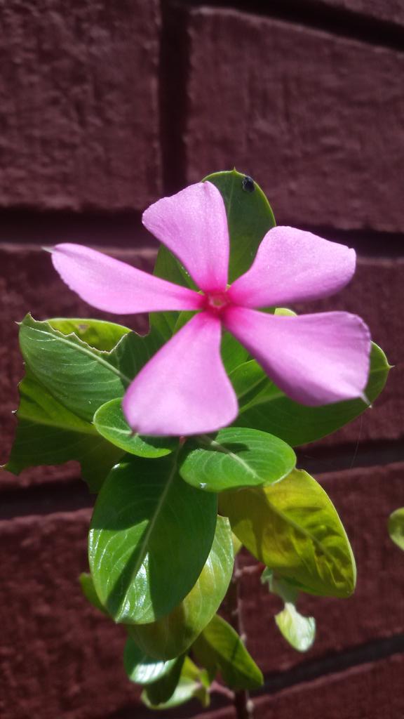 sristib35's tweet photo. #Prettyflower https://t.co/GB9EkdYtzO