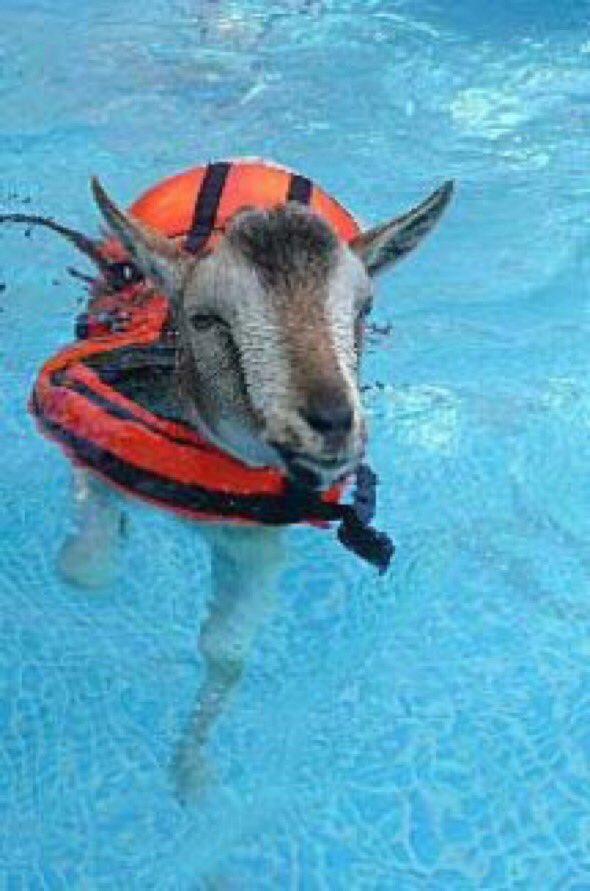 jonsgoats's tweet photo. whateva floats ya goat #goatfloat #float #goat https://t.co/9OzGylOsA2