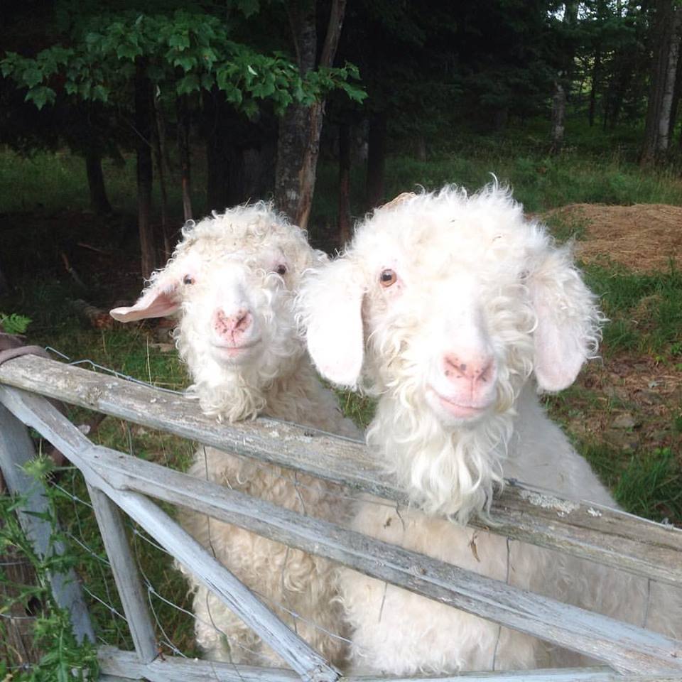 hw_woolworks's tweet photo. these guys  #lifewithgoats #frecklenoses #neveradullmoment https://t.co/jsQ9kbV5NI