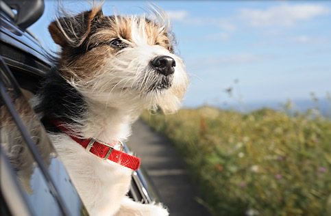 EasyFastCheapCA's tweet image. Today is #NationalSpoilYourDogDay Maybe he'll enjoy a ride in the car like this pup!