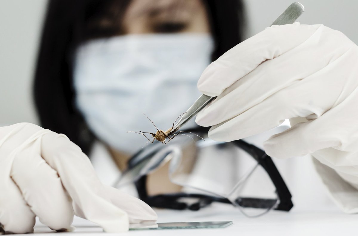 CFSTrueFood's tweet photo. FDA approves plan to release GE mosquitoes in FL Keys despite inadequate safety assessment https://t.co/CesCKPpRUr https://t.co/HQYCoXRtBm