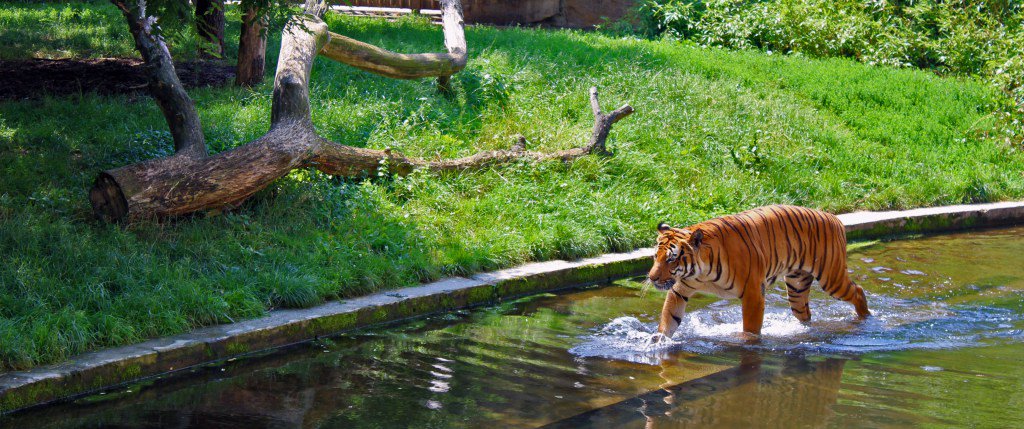 viking_wander's tweet photo. Prague Zoo https://t.co/J5AIfUaco1 https://t.co/m1rBOVdghG
