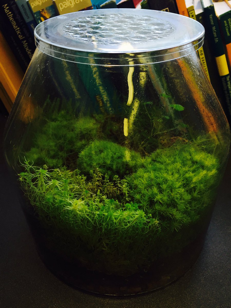 bio_diverse's tweet photo. I filled this mossarium with 6 species added soil and water (once) and closed the lid 11 months ago... #bryosphere https://t.co/YJrKNEt4yJ
