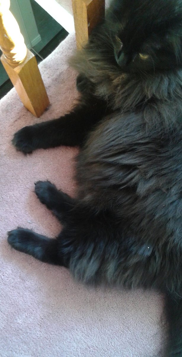 recca's tweet photo. look at my cat's pants https://t.co/IlqLgH9s2G