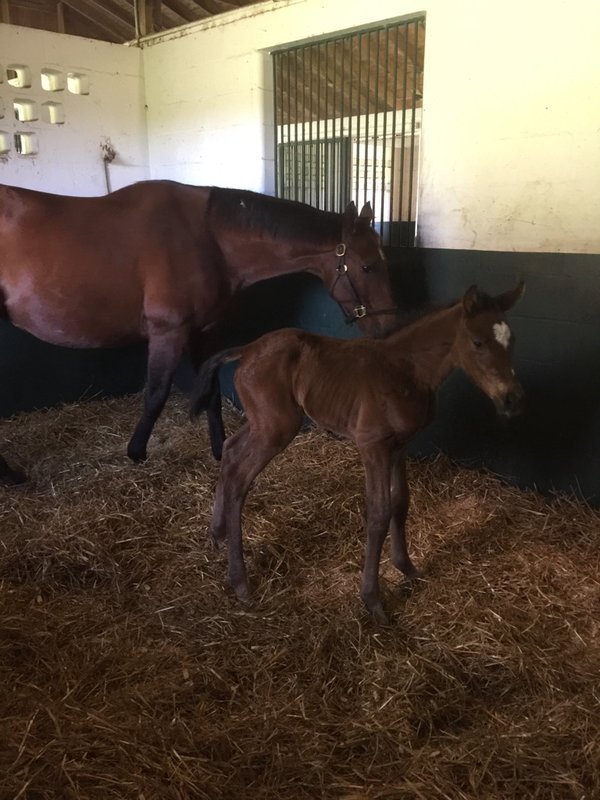 PleasantAcresSt's tweet photo. Breeders love their Treasure Beach foals and yearlings! Look for them at #OBSAug &amp; #KeeSept! https://t.co/PrWobSFqKD https://t.co/nVtECH63ds