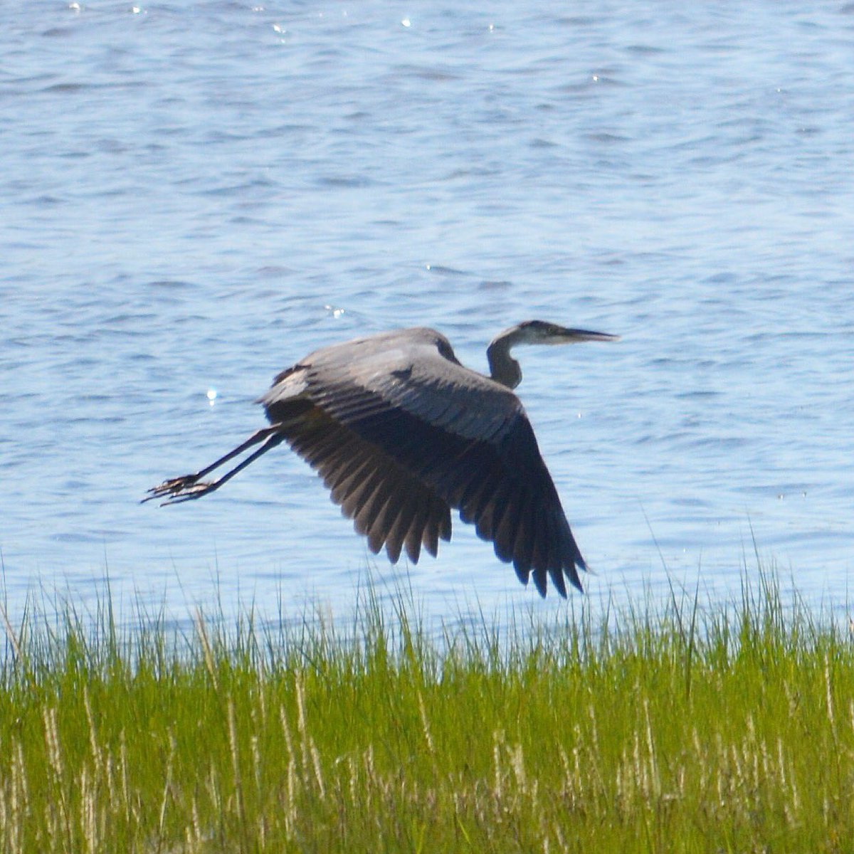 DrummerBoy2112's tweet photo. A graceful blue heron in flight over Covehead Bay, #PEI #Canada. #nature #photography https://t.co/u7pS9Npgy8