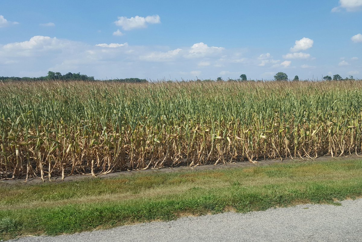 Cropsfarm24's tweet photo. I'm thinking we lost a little of the top end yield. #RecordYield ???? #HotandDry https://t.co/V0e3JpSOBW