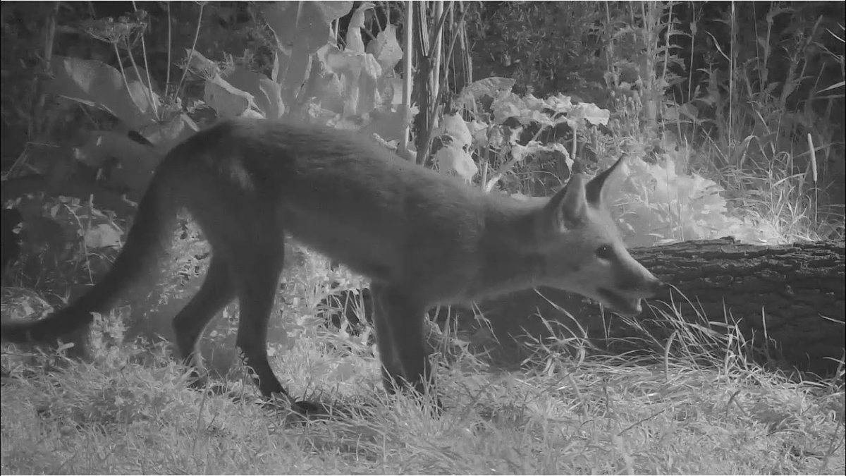 Young fox out in the meadow now simonkingwildlife.com/page/live-cams… #skwildmeadows