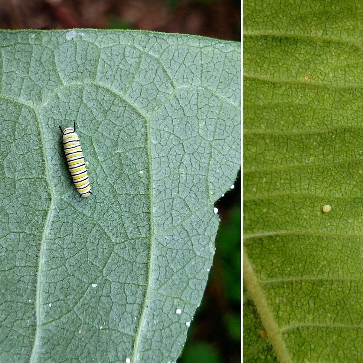 FernHollowNC's tweet photo. It's a great day when you find #monarch #caterpillars AND #monarcheggs! #getoutside #fhnc #sewickley #gotmilkweed https://t.co/TzZS8UbfkM