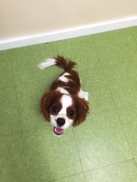 Oliver says 'hey, whaddup'. #wednesdaydogs