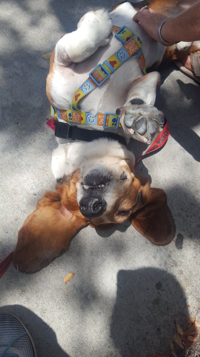 JadedArtists's tweet photo. Boogs, one of the rescue hounds from @bhrscVolunteer #woofwoofwednesday #bhrsc #Bassethounds 🐕 https://t.co/ONtjcsmRF8