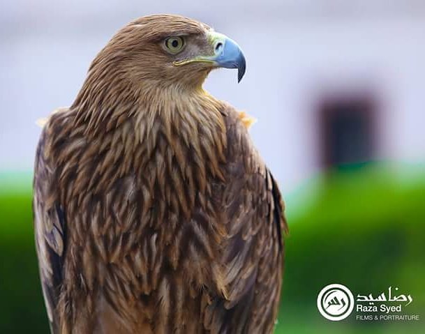 iRazaAbbas's tweet photo. #AngryBird #Eagles #WildlifeWednesday #Birding #FlyTheFlag #candid #Bookehlisious #EagleEye #TheJungleBook #TeamRSFP https://t.co/WKSMOf3Nr4
