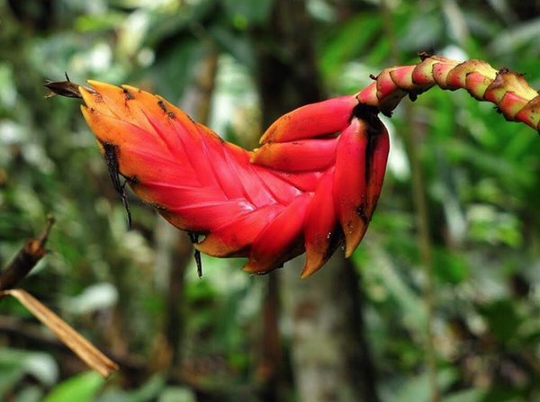 AmazonAidF's tweet photo. Species Highlight: Heliconia episcopalis (Heliconiaceae)
https://t.co/hbqSvTJDHZ #WhyTheAmazon https://t.co/RWbKky28Ee