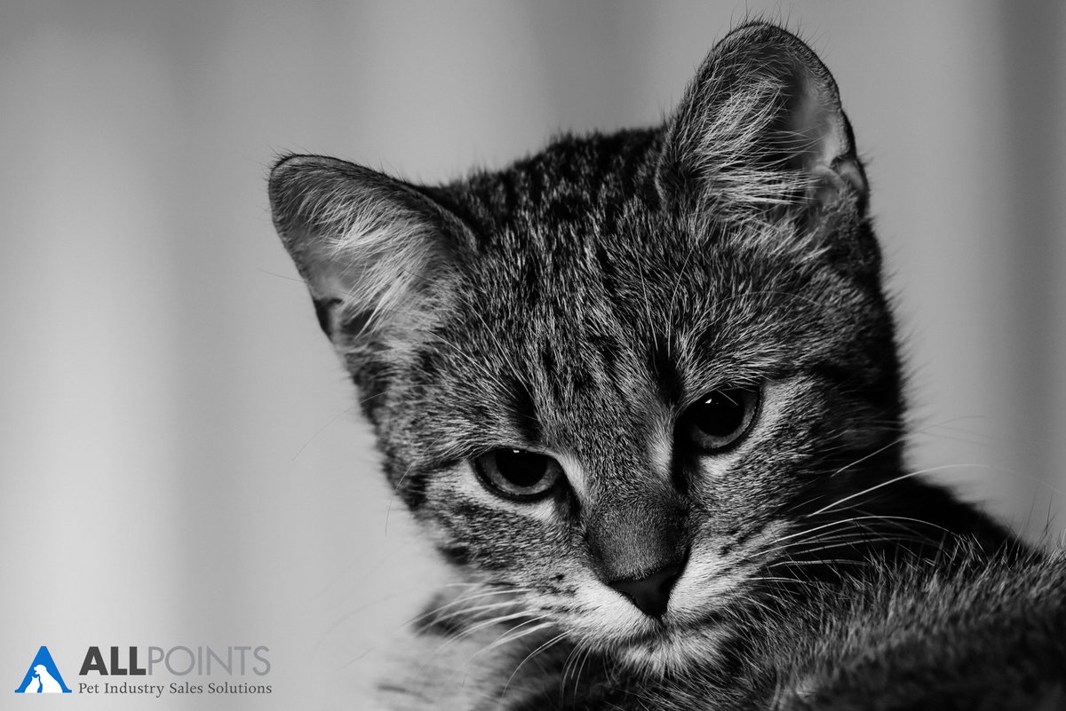 allpointsmarket's tweet photo. How to choose the best #catfood for your pet store https://t.co/YngmRZEtlH #PetIndustry #PetStore https://t.co/185AFo6ont