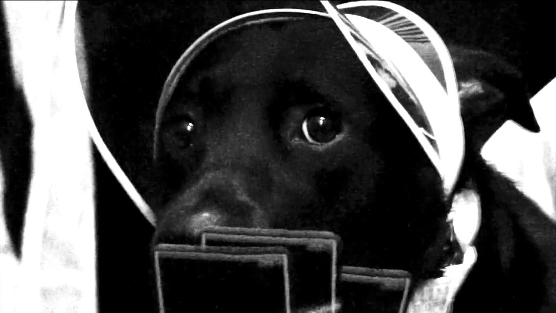 ShermanThePooch's tweet photo. My #sister #Josephine in our latest #MusicVideo #Mario🐾
https://t.co/oSEOy2Zks0 
#dogsoftwitter #NicePooches #cinema https://t.co/UHeZD69zUG