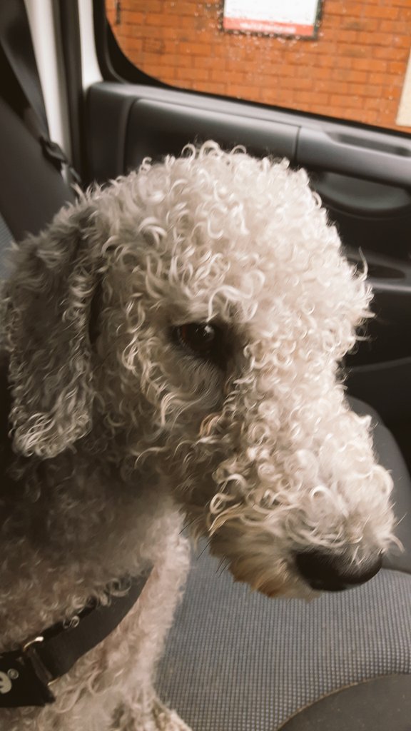 Bedlington_Blue's tweet photo. 'Ave yas seen the state of me 'ead. Only had the Baffs yesterdayz an all. #rainybeach #ZSHQ https://t.co/U9lSRABFjF