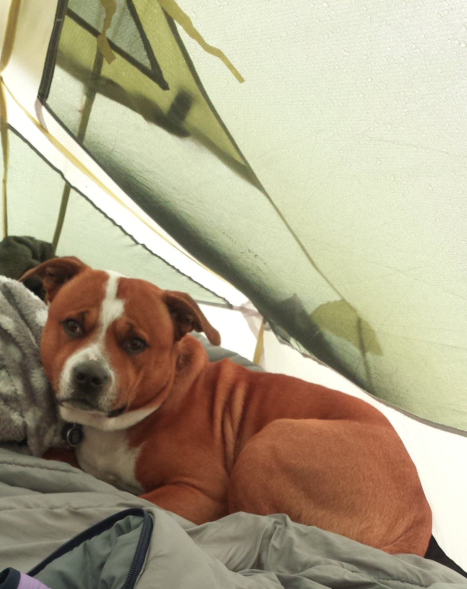 trafford19883's tweet photo. Well that an excellent experience setting up @OEXOutdoors in the rain #not. camping with @adventuresolly an whispa😀 https://t.co/pJSeNjNqMq