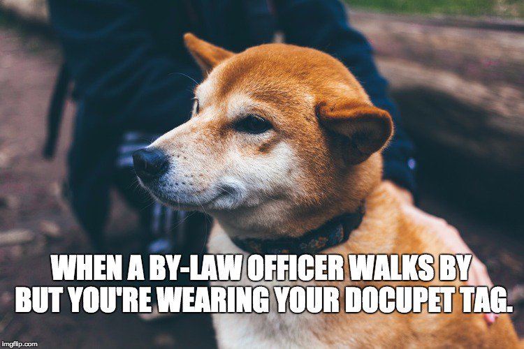 DocuPetWDSPCA's tweet photo. Niagara Region By-Law requires that all dogs be licensed @ https://t.co/mseMXXajPC #DocuPet #PetLicensing https://t.co/etb217RZUO