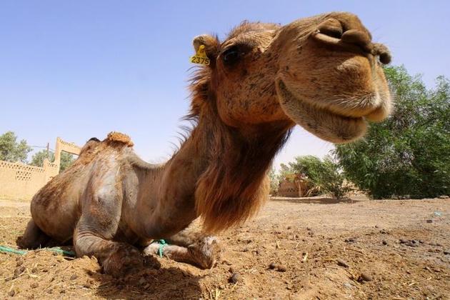 thejournal_ie's tweet photo. My best road trip: Driving through the Saharan dunes (and getting a picture of this camel) https://t.co/NLjT79pDaB https://t.co/isa5VTSgQq