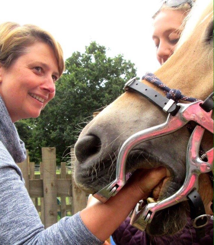 DonnaMeaden's tweet photo. @carlfogarty I'm a humans dental nurse but helped a horse dentist today 😀 https://t.co/cfTS2PqNop