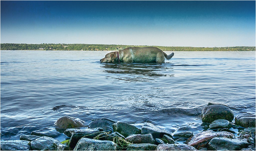harry_fosters's tweet photo. How hot is it? Sophie says "this is where I'm staying...all day" 😎 @BlacksWeather @ottriverkeeper #Aug10 https://t.co/fBExcXIDjO