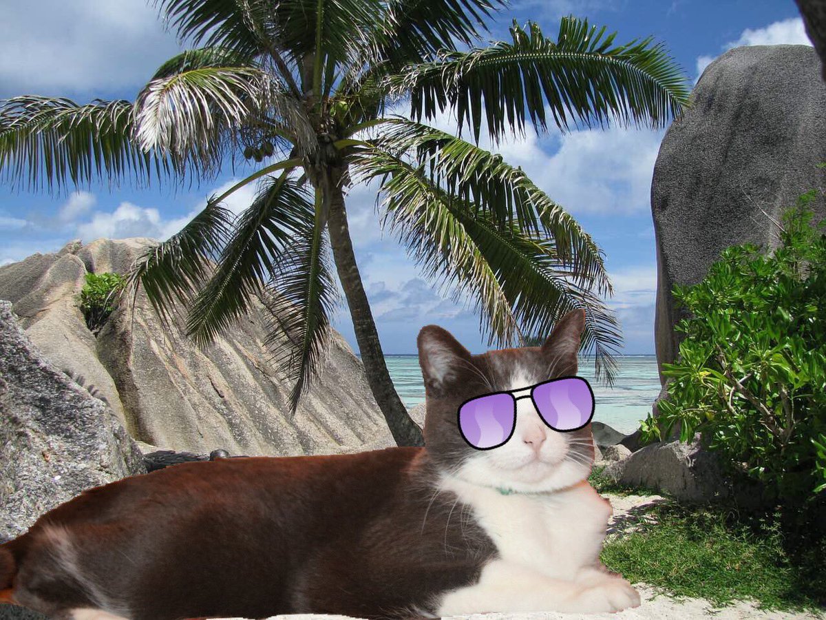 SirBiscuitCat's tweet photo. Take a chill pill ☀️🌴 🍹🐠#NationalLazyDay #WednesdayWisdom https://t.co/28jWyrZ7XF