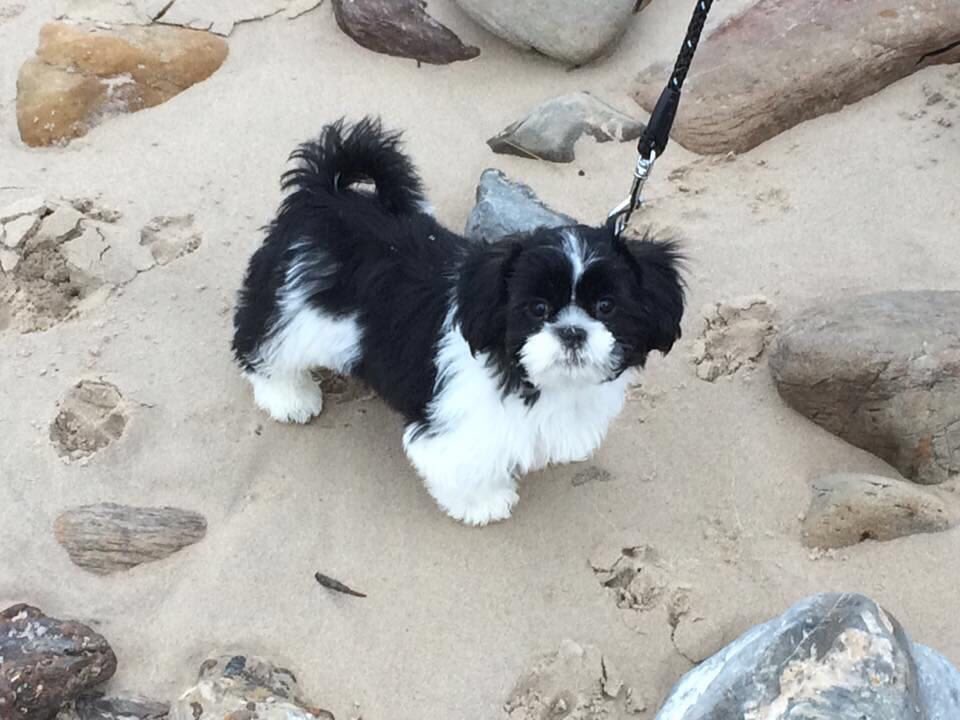 walkingwithsam's tweet image. Toby loved his day at ogmore beach today, X love him already