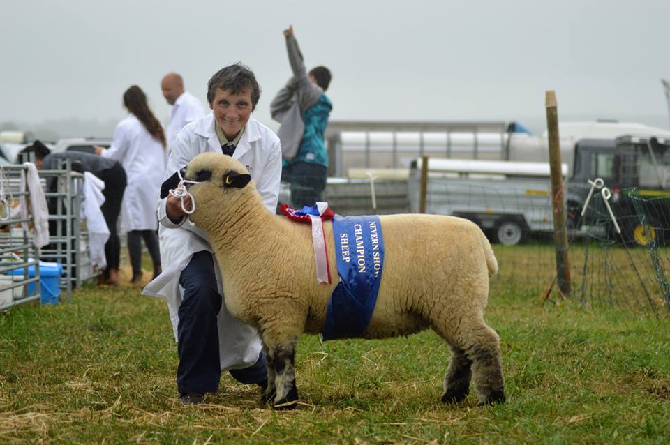 maesglashamps's tweet photo. Amazing day @#nevernshow - Interbreed Group of 3 Champs, Interbreed Ram Champ and Interbreed Supreme with Ewe Lamb. https://t.co/f97BiOnwZs
