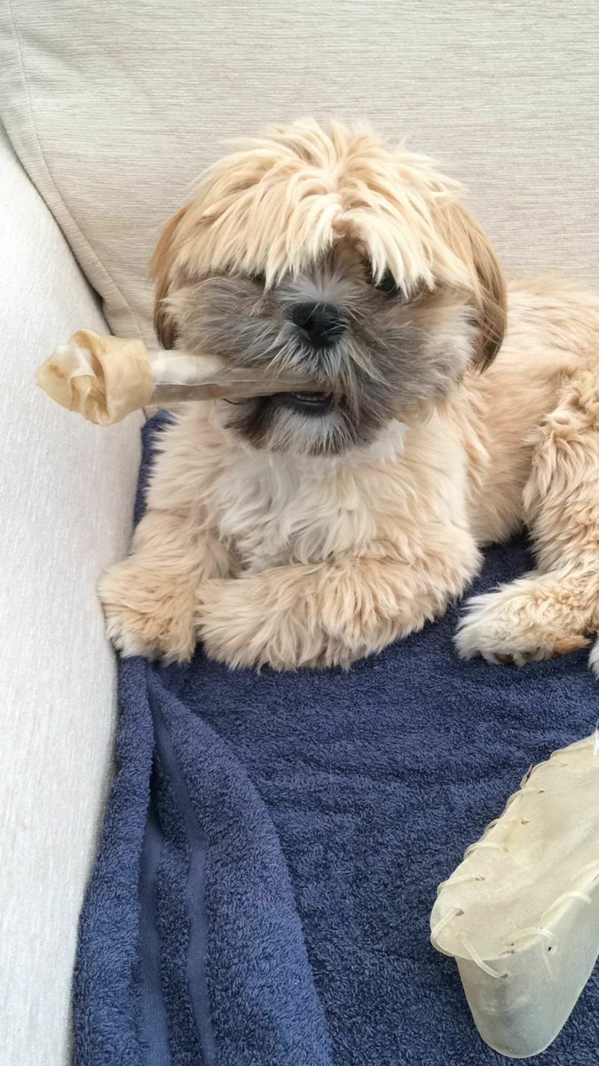 Charliepawz's tweet photo. 'We shall chew them on the sofa....' Sir Charles #Churchill https://t.co/S6pzQyiQ8J
