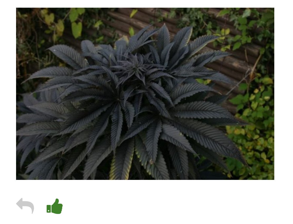 ZenpypeGadget's tweet photo. Now thats a beauty ... #zensocial #cannacomunity
https://t.co/NuCgmLPiCN
Picture curtesy @c21h30o2i https://t.co/8KKqWCXBMZ
