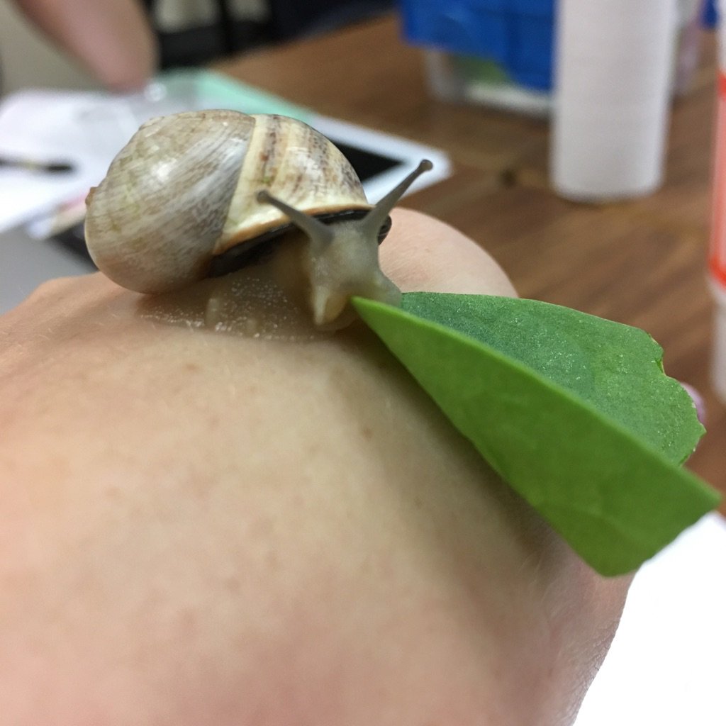 MsCarriker's tweet photo. Having fun learning about snails with @LISDElemScience !!! https://t.co/kMqXYSGpAv