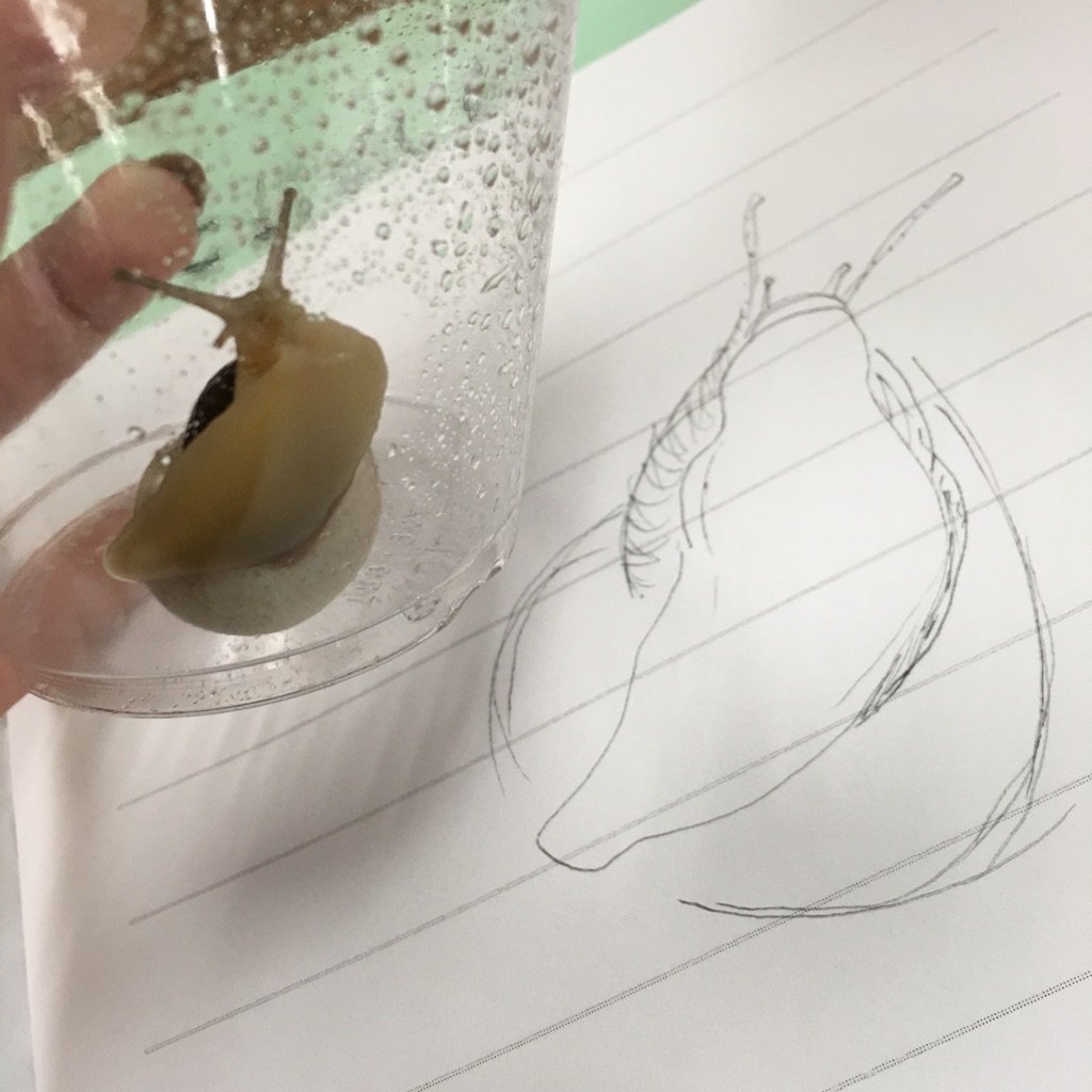 MsCarriker's tweet photo. Having fun learning about snails with @LISDElemScience !!! https://t.co/kMqXYSGpAv