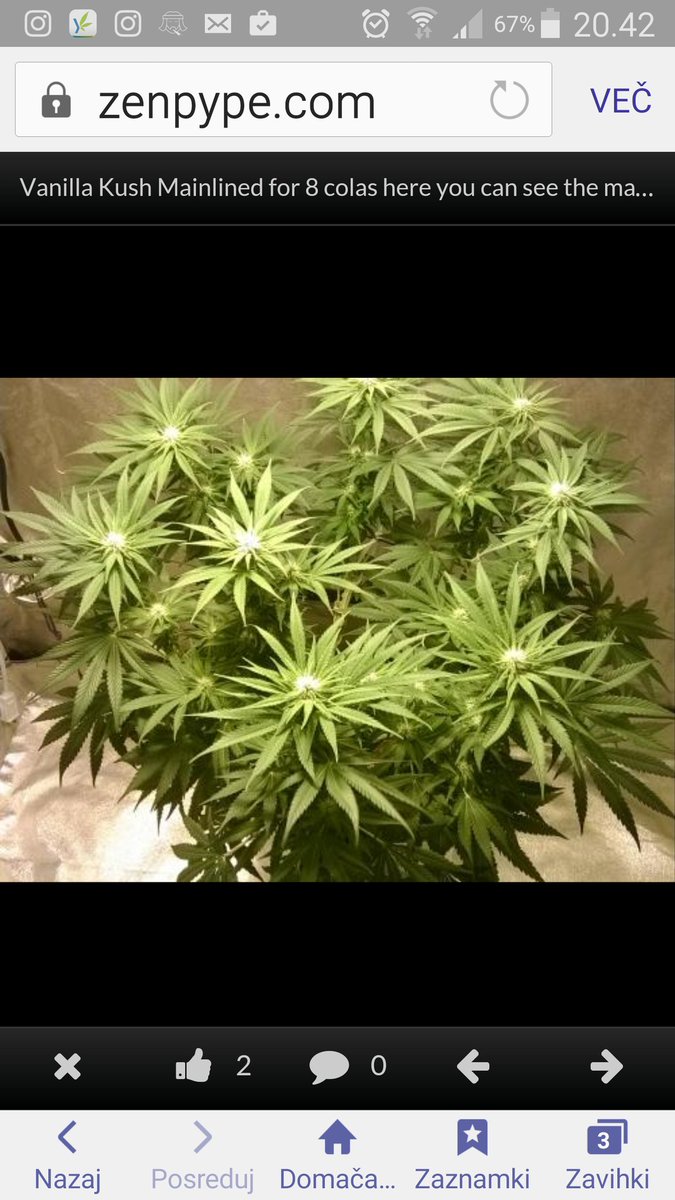 ZenpypeGadget's tweet photo. way to grow #kush #cannacomunity
https://t.co/NuCgmLPiCN
@CannablissWest @StayOnThatKushh @420BlazingFire https://t.co/TKWlDSBauc