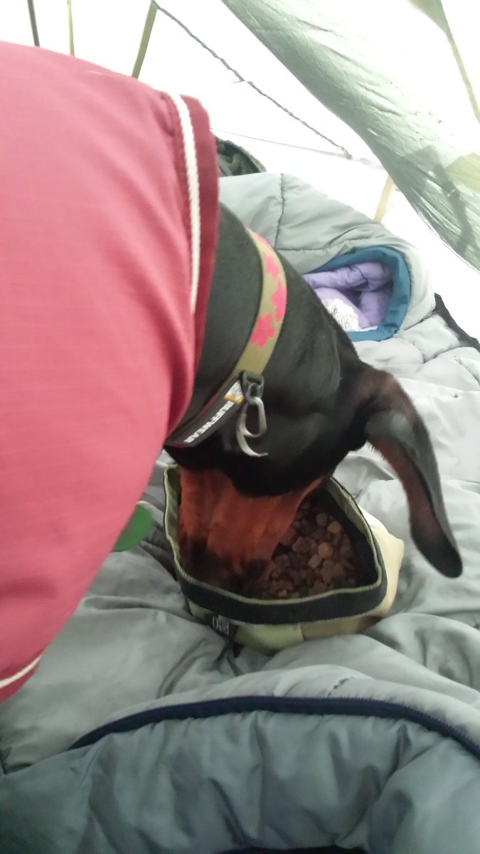 adventuresolly's tweet photo. I love feeding time it means I can use @RuffWear_UK bowls from @aboveandbeyond9 #woof #happydog https://t.co/6VokhY1mGE
