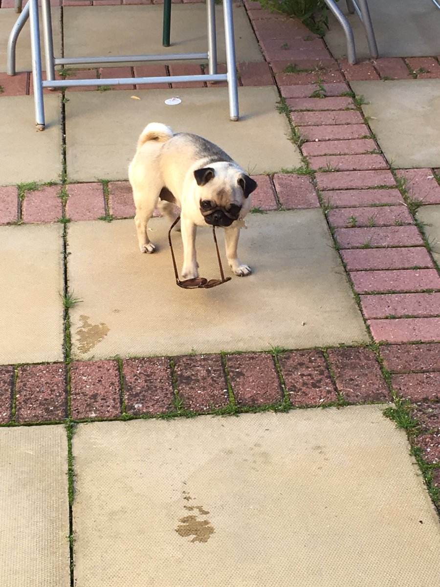 Possi_21's tweet photo. Bad bella! #badpug #pug https://t.co/WBLM8dnCAZ