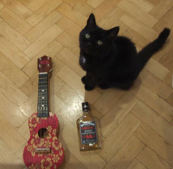 WHY MY CAT IS SAD tweet media