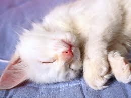 nieuwemarlean's tweet photo. Good night sweet dreams all :))) https://t.co/XcqmY4Lxm7