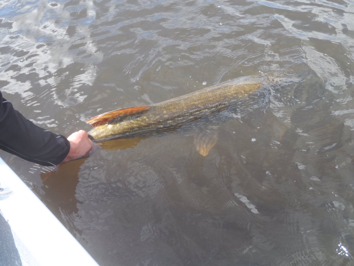 HollandLures.com tweet media