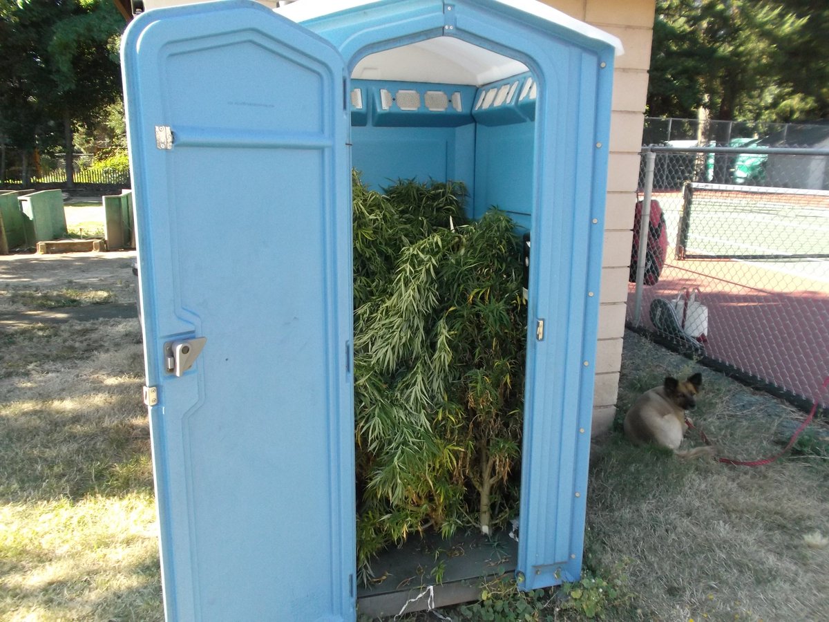 Largest seizure of #marijuana we've ever made, and it was from a Porta Potty? facebook.com/ROGUERIVERPD/